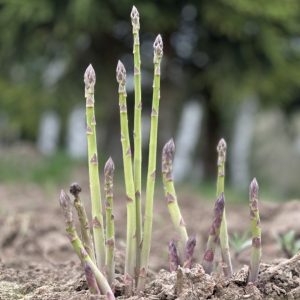 GIJNLIM „KLASIKA” Šparagų/smidrų daigai A+ klasė