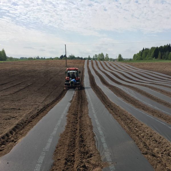 geras šparagas